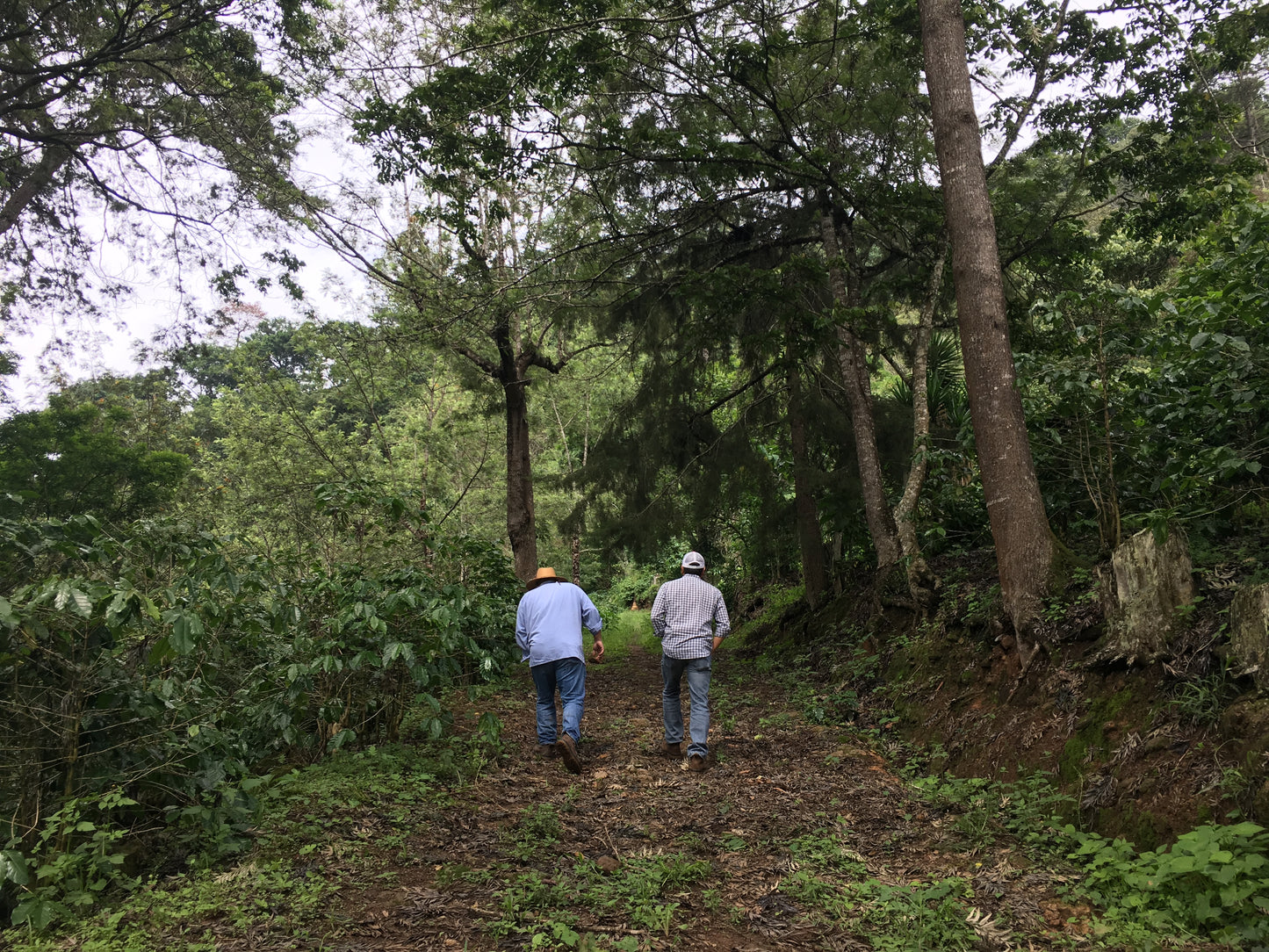 How (Valuable) Information Moves in the Coffee Industry đ