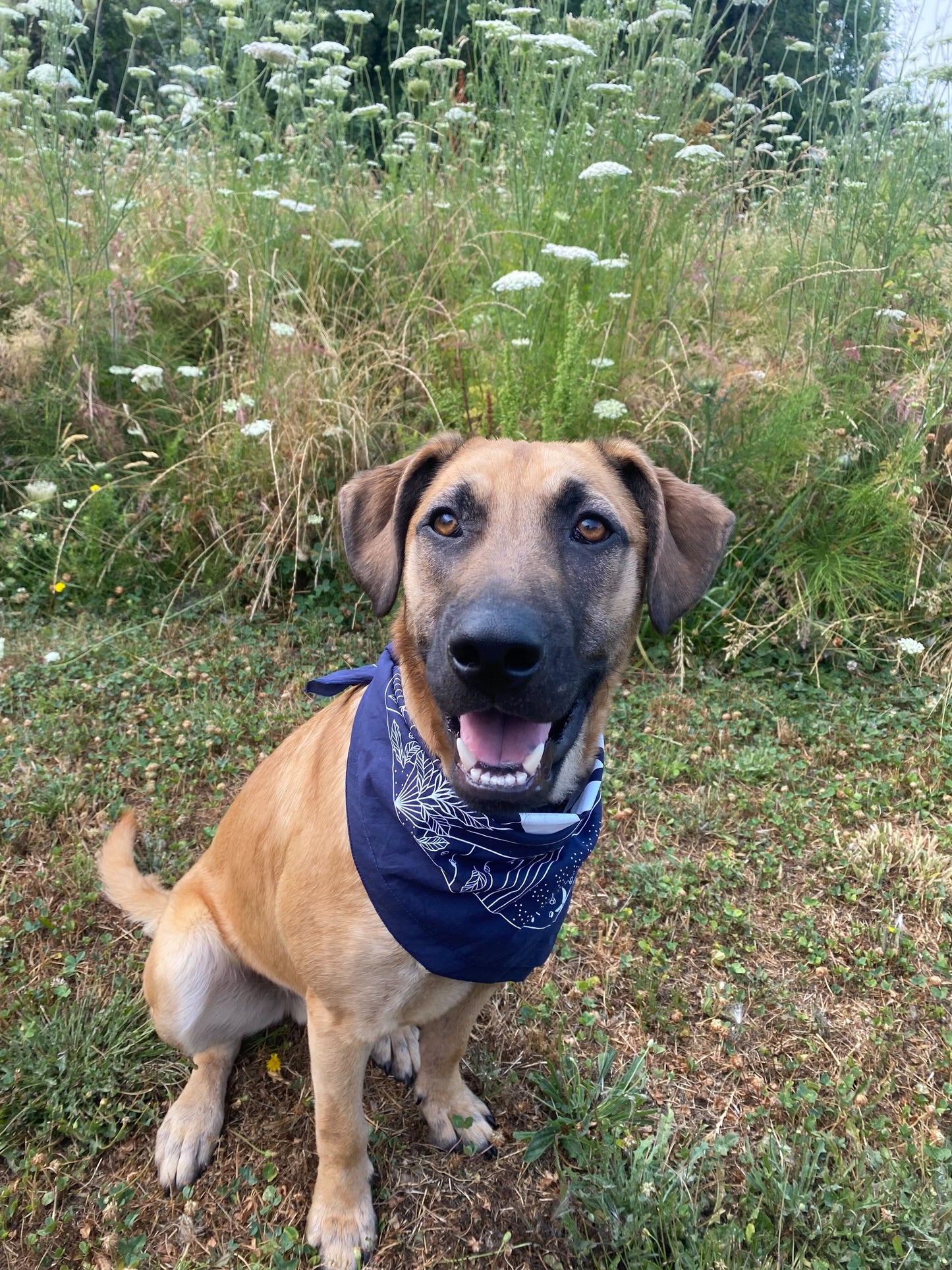 D&W Bandana