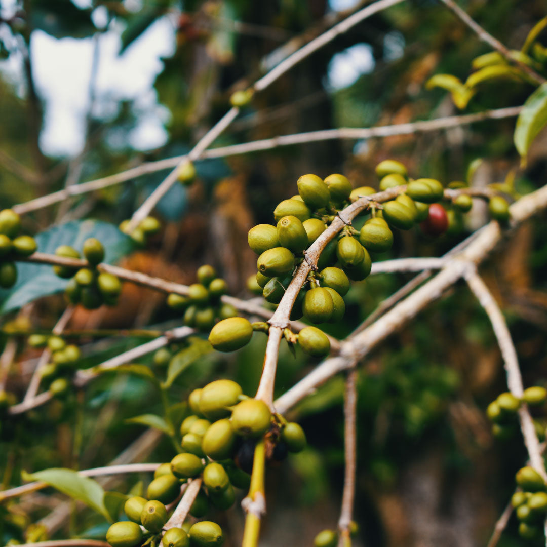 Cup of Joey: Ethiopia Natural Checho Bitta