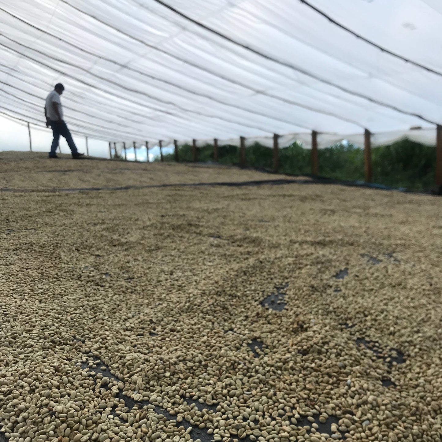 Cup of Joey: Peru La Coipa